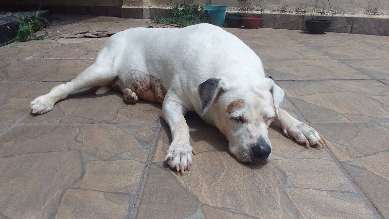 Rifa tratamento Mancha