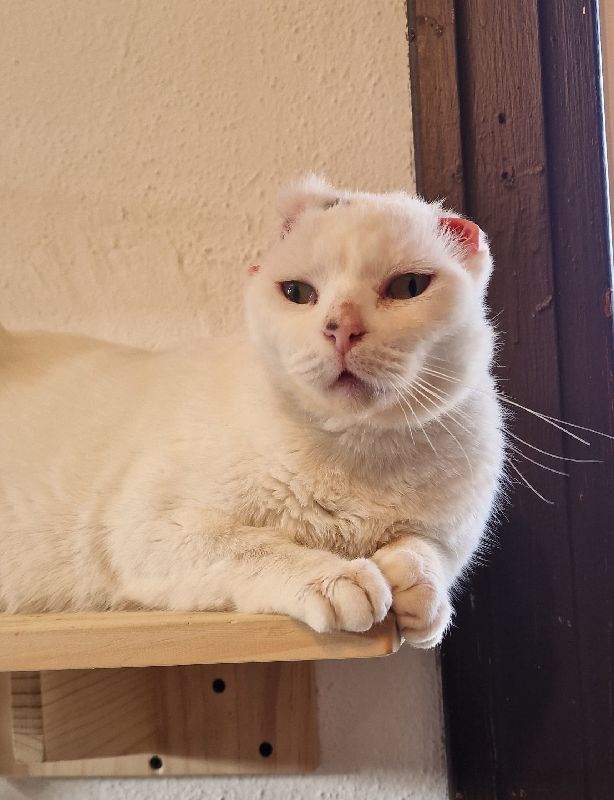  Rifar recaudatoria Bastet